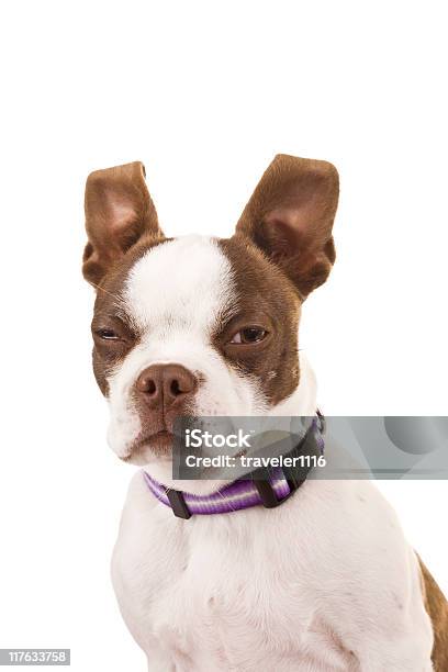 Boston Terrier Stock Photo - Download Image Now - Dog, Eyes Closed, White Background
