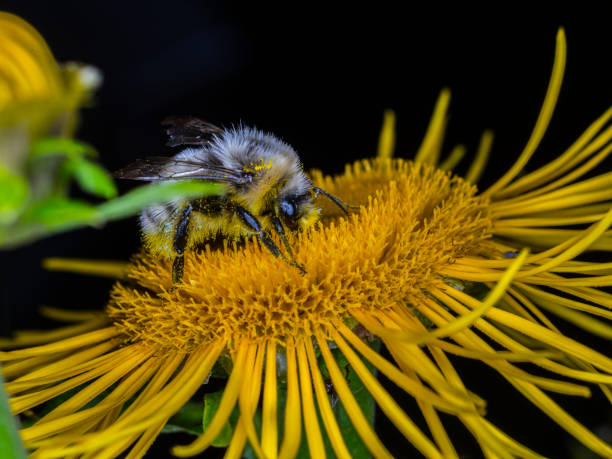 Bumblebee (Bombus sp.) on a flower of Telekia speciosa (family: Asteraceae) Bumblebee (Bombus sp.) on a flower of Telekia speciosa (family: Asteraceae). telekia speciosa stock pictures, royalty-free photos & images