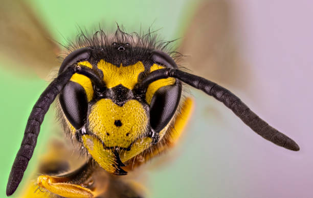 istock Honeybee with facet eyes 1176338416