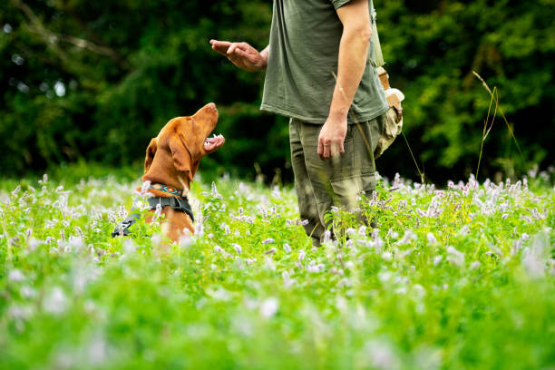 Beautiful Hungarian Vizsla puppy and its owner during obedience training outdoors. Sit command side view. Beautiful Hungarian Vizsla puppy and its owner during obedience training outdoors. Sit command side view. obedience training stock pictures, royalty-free photos & images