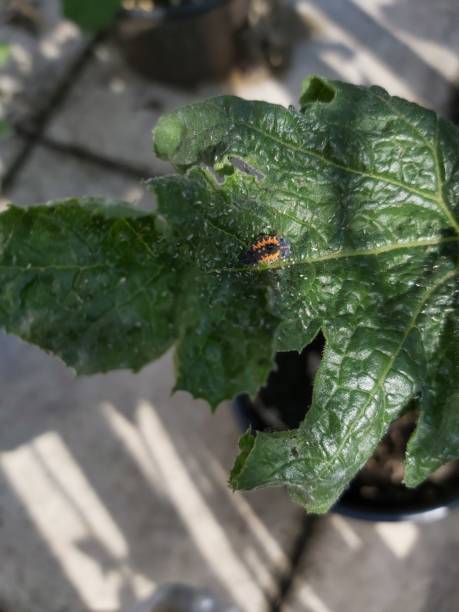 insectos en una planta de calabacín en el jardín - zucchini blossom squash single flower fotografías e imágenes de stock