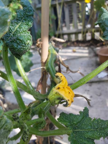 insectos en una planta de calabacín en el jardín - zucchini blossom squash single flower fotografías e imágenes de stock