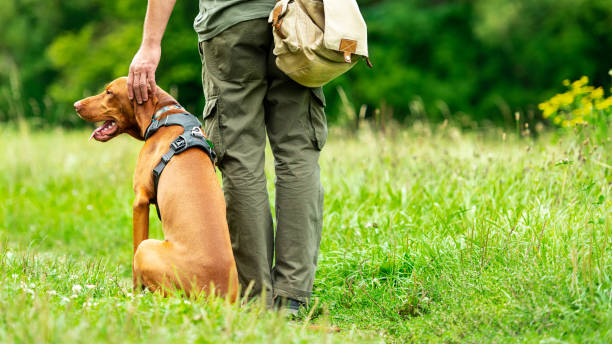 bellissimo cucciolo ungherese di vizsla e il suo proprietario durante l'allenamento di obbedienza all'aperto. vista posteriore del comando heel. - rescue training” foto e immagini stock