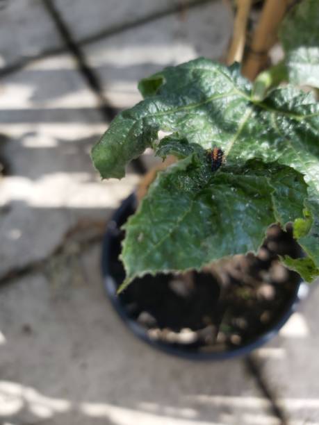 istock Insects on a courgette plant in the garden 1176339362