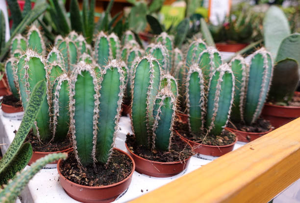 istock Cactus (cereus Peruvians) Cultivation of decorative cacti at home 1176339464