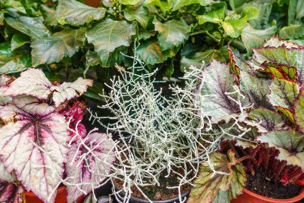 Floral leaves and prickly plants as a floral background