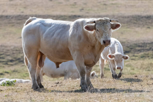 istock Charolais cow, big male 1176339716