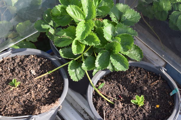 la culture des fraisiers - strawberry plant photos et images de collection