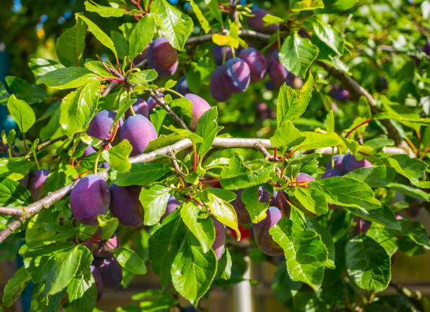 istock Ripe blue plum berries on a tree. A plentiful harvest in the orchard. Soft focus, shallow depth of field. 1176340733