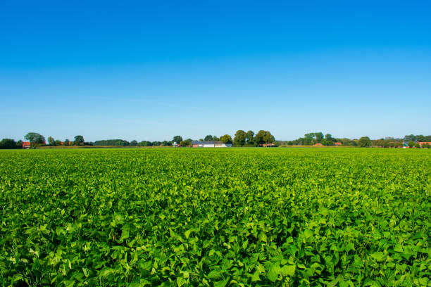 istock Ripened field with bush beans. Location: Germany, North Rhine-Westphalia 1176340751