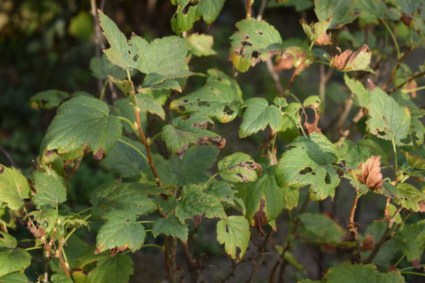 Признаки появления болезней красной смородины