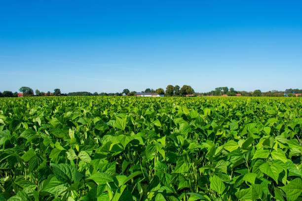 Field with bush beans. Location: Germany, North Rhine-Westphalia, Field with bush beans. Location: Germany, North Rhine-Westphalia, Borken green bean stock pictures, royalty-free photos & images