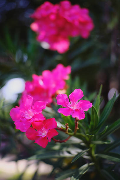 istock Beautiful pink flower 1176342258