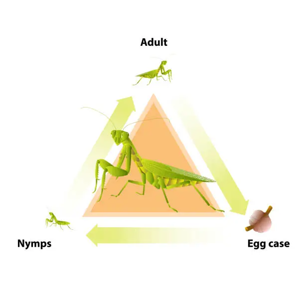 Vector illustration of The life-cycle of mantis.