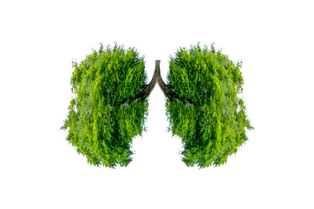 istock Lung green tree-shaped images, medical concepts, autopsy, 3D display and animals as an element 1176349930