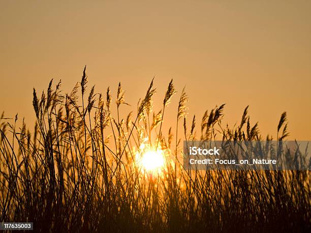 Silhouette Erbose - Fotografie stock e altre immagini di Agricoltura - Agricoltura, Ambientazione esterna, Arancione