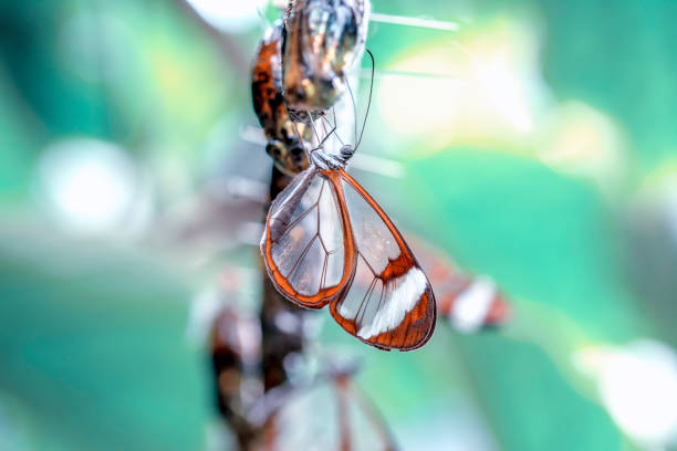 istock Glasswing Butterfly (Greta oto) in a summer garden 1176350140