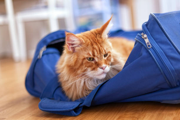istock Red maine coon cat sitting in a suitcase 1176351013
