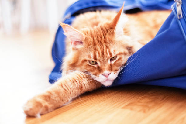 istock Red maine coon cat sitting in a suitcase 1176351522