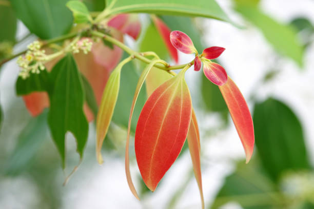 Beautiful young leaves Closeup beautiful young cinnamon (Cinnamomum) leaves cinnamon leaves stock pictures, royalty-free photos & images