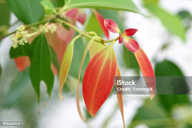 Beautiful Young Leaves Stock Photo - Download Image Now - Cinnamon, Tree, Plant