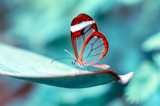 istock Glasswing Butterfly (Greta oto) in a summer garden 1176352599