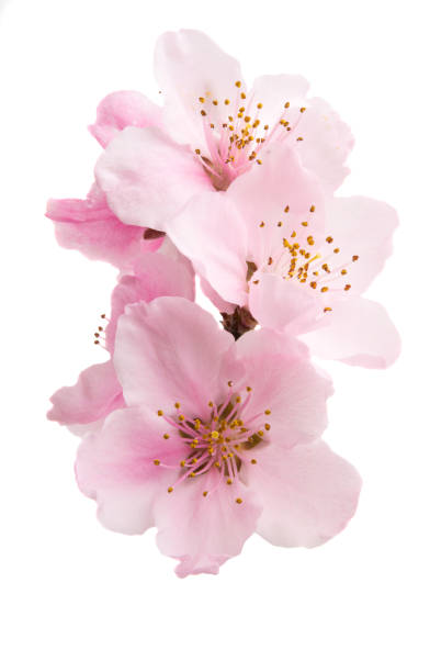 istock Cherry blossom, sakura flowers isolated 1176354460