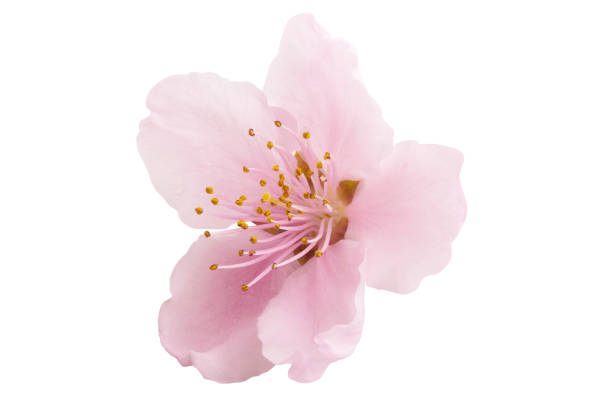 istock Cherry blossom, sakura flowers isolated 1176354590