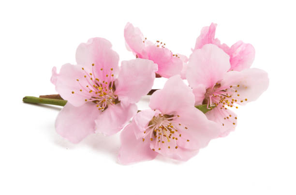 istock Cherry blossom, sakura flowers isolated 1176354804