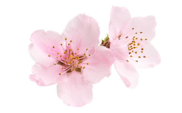 istock Cherry blossom, sakura flowers isolated 1176354918