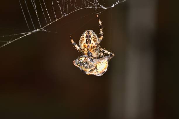 Cross Orb-Weaver Spider on is web with a Wasp
