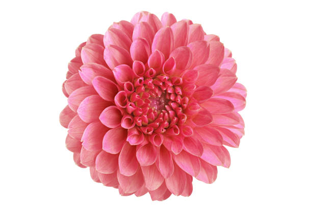 istock Dahlia flower. On white background. Close-up. For design. 1176356703