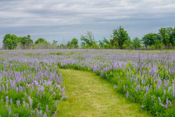 A beautiful trail leading through the lush lavender and purple lupines in Minnesota stock photo