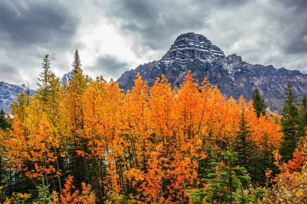 istock Yellow, orange and red autumn leaves 1176356978