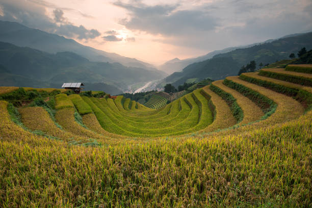 istock Beautiful landscape rice fields on terraced of Mu Cang Chai 1176357057