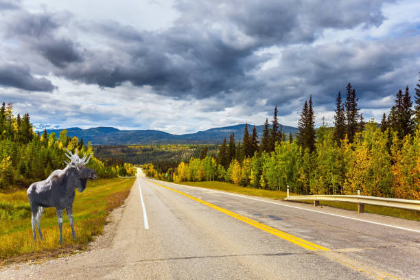 istock Moose grazes on the side of the road 1176357157