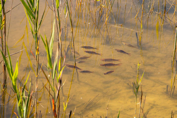 Picture of underwater swimming roach, Latin name  Rutilus rutilus in a little lake in the Netherlands, province Drenthe nearby Ruinen