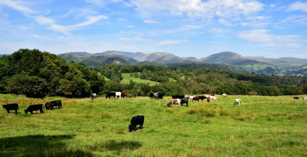 istock pedigree cattle in the sunshine 1176357875