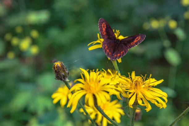 Blue Butterfly on Yellow Flowers, Urals, Russia,Nikon D850