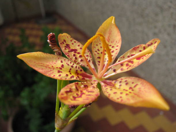 Blackberry Lily, Belamcanda chinensis This flower is also known as Domestic iris belamcanda chinensis stock pictures, royalty-free photos & images