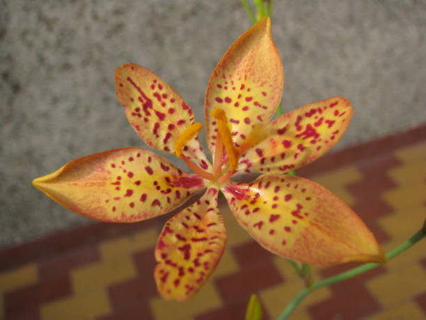 Blackberry Lily, Belamcanda chinensis This flower is also known as Domestic iris belamcanda chinensis stock pictures, royalty-free photos & images