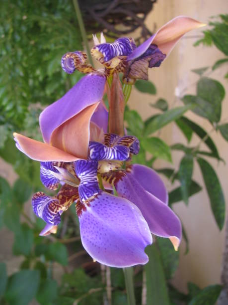 istock Blue walking Iris  / Neomarica Caerulea Regina 1176360234