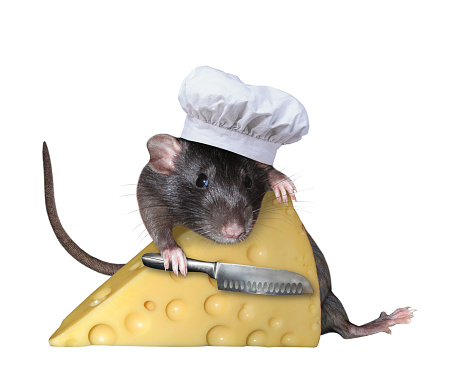 The pet rat in a cook hat with a chef's knife is hugging a big piece of cheese with holes. White background. Isolated.