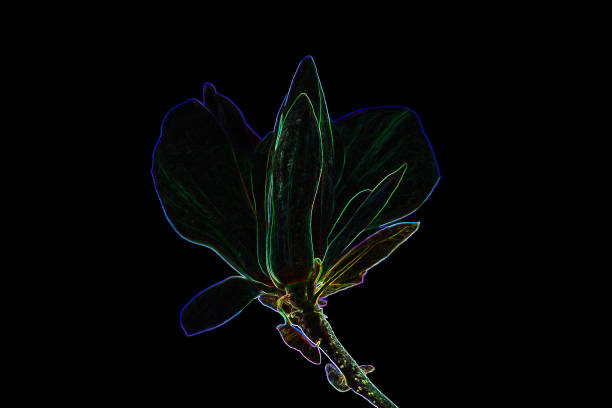 Skeleton magnolia flower. Digital art. Place for text