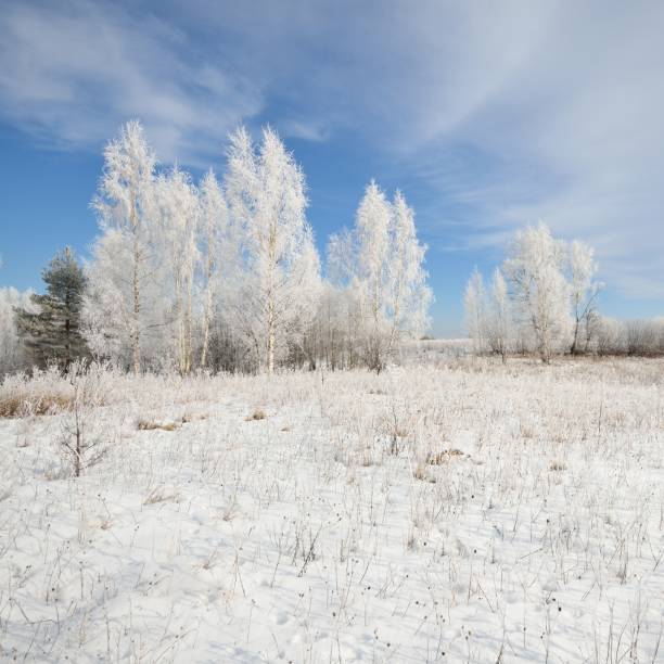 forêt d'arbre de bouleau couverte de neige et de rime. vue d'hiver de la campagne russe. - forest road nature birch tree photos et images de collection