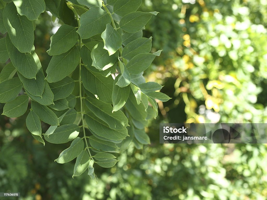 ねじれたブラックバッタの葉緑 - ニセアカシアのロイ��ヤリティフリーストックフォト
