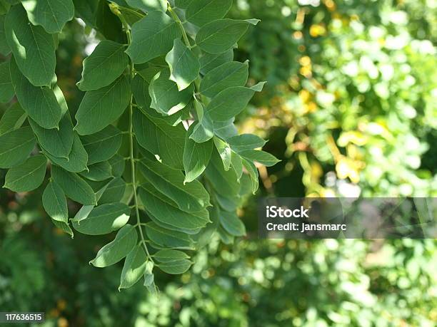 ねじれたブラックバッタの葉緑 - ニセアカシアのストックフォトや画像を多数ご用意 - ニセアカシア, 葉, カラー画像