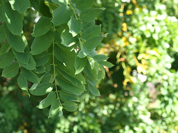 비틀어진 블랙 풀무치 잎 초목으로 - leaf plant twisty twisted 뉴스 사진 이미지