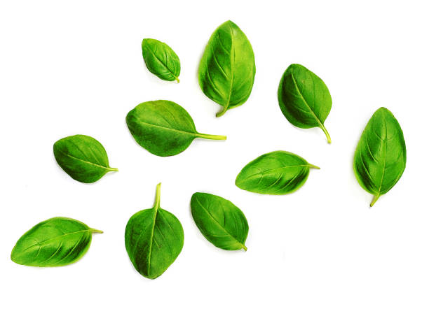 istock Flying Fresh basil herb leaves isolated on white background. Top view. Flat lay. 1176365190