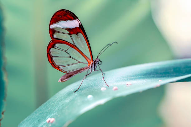 istock Glasswing Butterfly (Greta oto) in a summer garden 1176365598